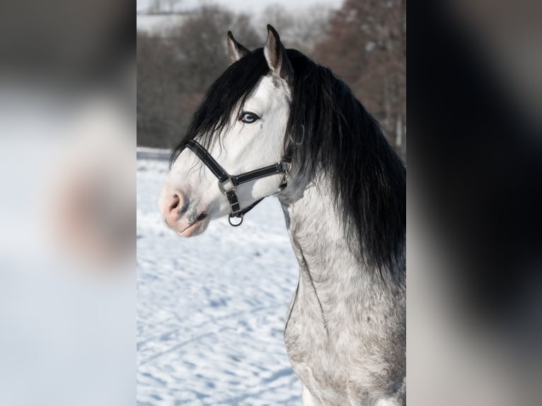 Criollo Caballo castrado 2 años 152 cm Atigrado/Moteado in Spmmerkahl