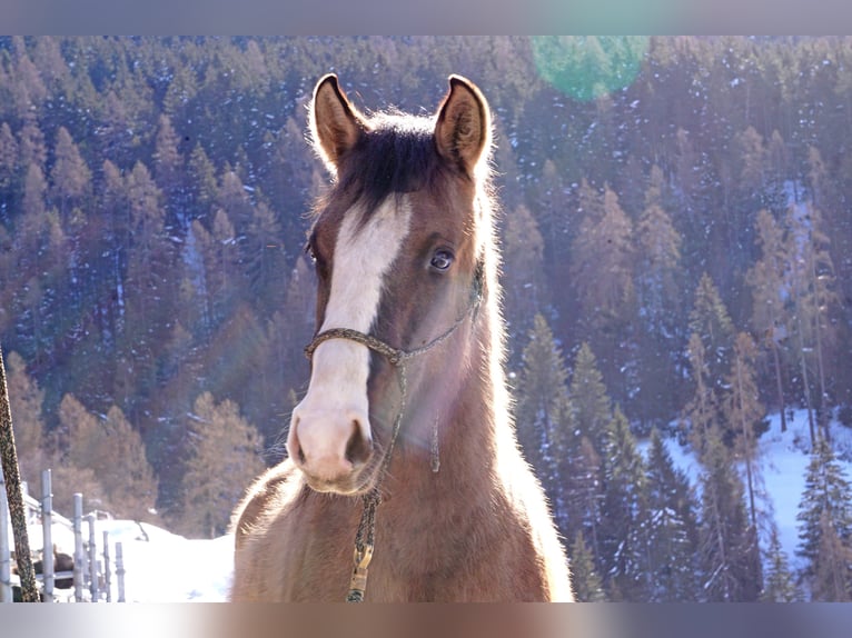 Criollo Caballo castrado 2 años in Tinizong