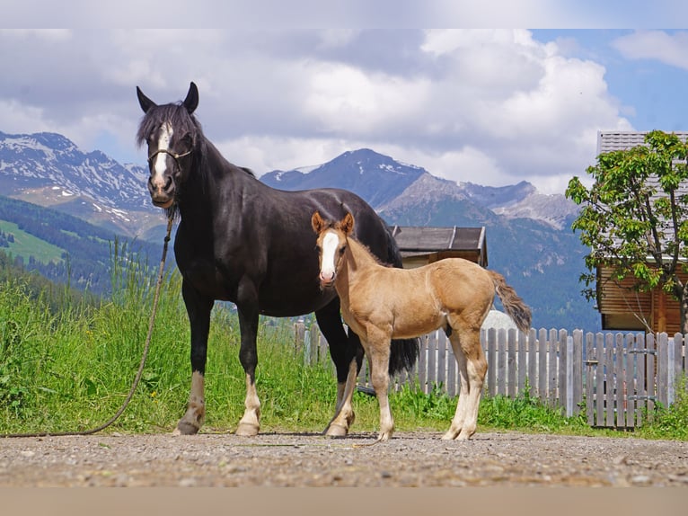 Criollo Caballo castrado 2 años in Tinizong