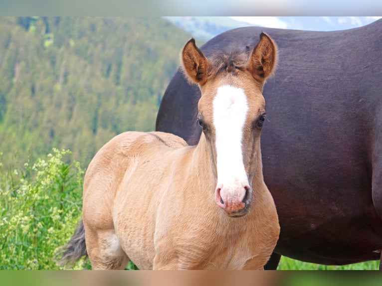 Criollo Caballo castrado 2 años in Tinizong