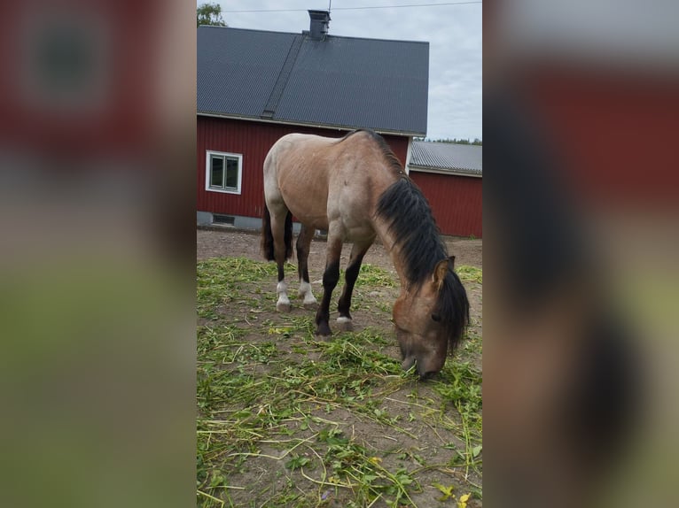 Criollo Caballo castrado 3 años 140 cm Ruano alazán in Ullånger