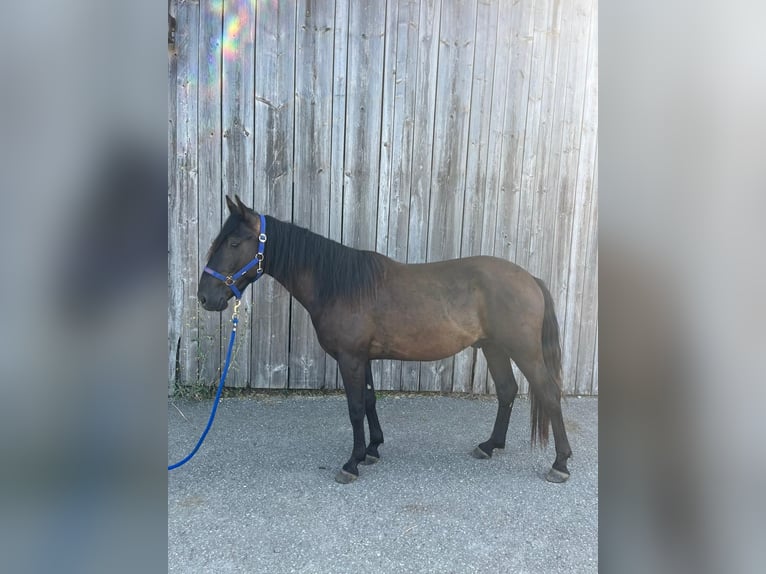 Criollo Caballo castrado 3 años 144 cm in Neukirchen an der Enknach