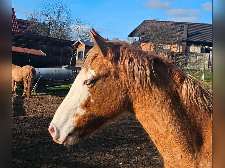 Criollo Caballo castrado 3 años 145 cm Alazán in Michelstadt