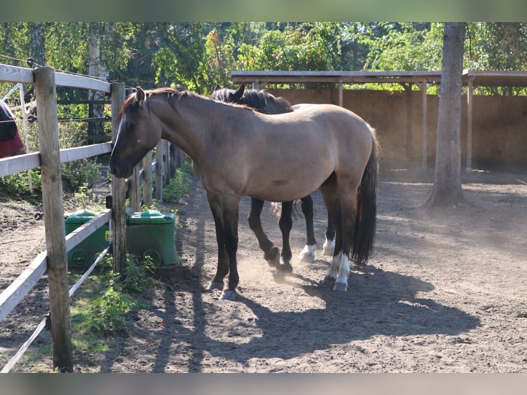 Criollo Caballo castrado 3 años 146 cm Bayo in Luckenwalde