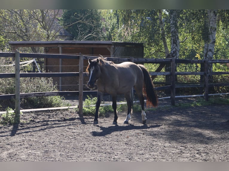 Criollo Caballo castrado 3 años 146 cm Bayo in Luckenwalde