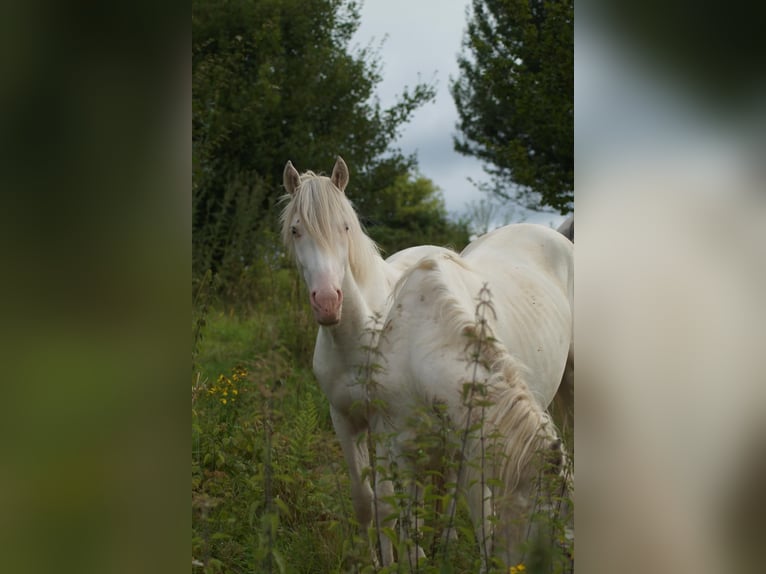 Criollo Caballo castrado 3 años 148 cm Atigrado/Moteado in Sommerkahl