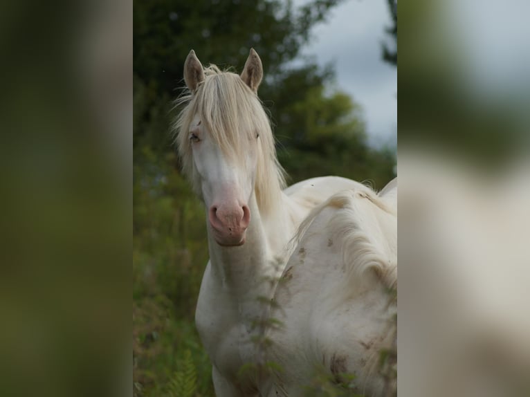 Criollo Caballo castrado 3 años 148 cm Atigrado/Moteado in Sommerkahl