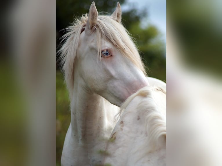 Criollo Caballo castrado 3 años 148 cm Atigrado/Moteado in Sommerkahl