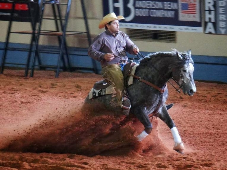 Criollo Caballo castrado 4 años 147 cm in Allersberg