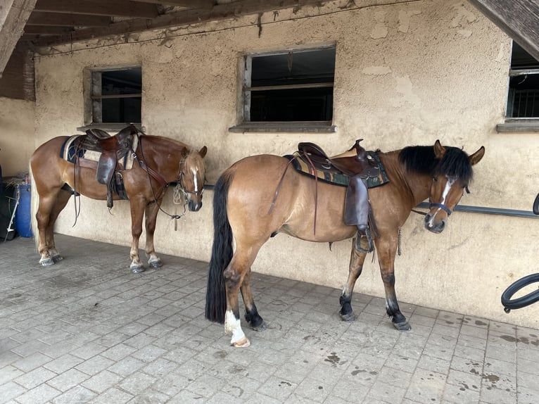 Criollo Caballo castrado 4 años 147 cm in Allersberg