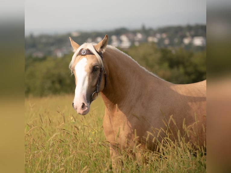 Criollo Caballo castrado 5 años 142 cm Cremello in Bruchsal