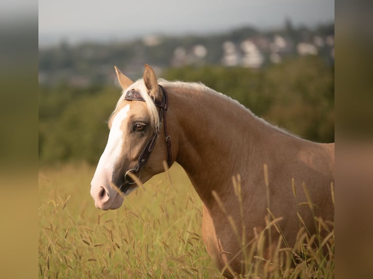 Criollo Caballo castrado 5 años 144 cm Cremello in Bruchsal