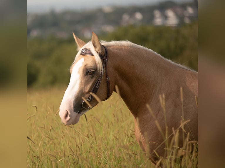 Criollo Caballo castrado 5 años 144 cm Cremello in Bruchsal