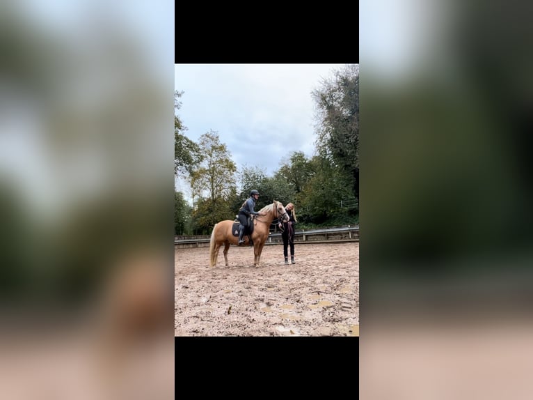 Criollo Caballo castrado 5 años 144 cm Cremello in Bruchsal