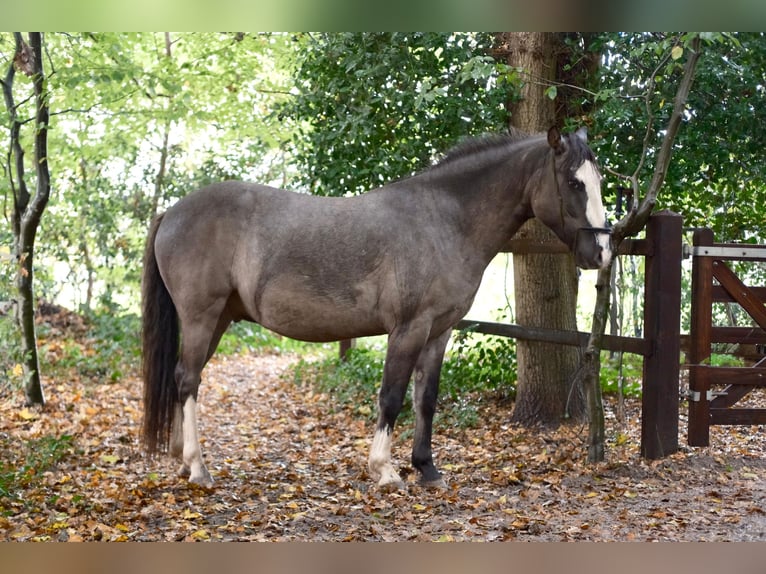Criollo Caballo castrado 5 años 150 cm Grullo in Hilversum
