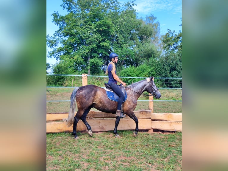 Criollo Mestizo Caballo castrado 5 años 155 cm Tordillo negro in Hundsbach