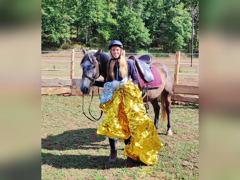 Criollo Mestizo Caballo castrado 5 años 155 cm Tordillo negro in Hundsbach
