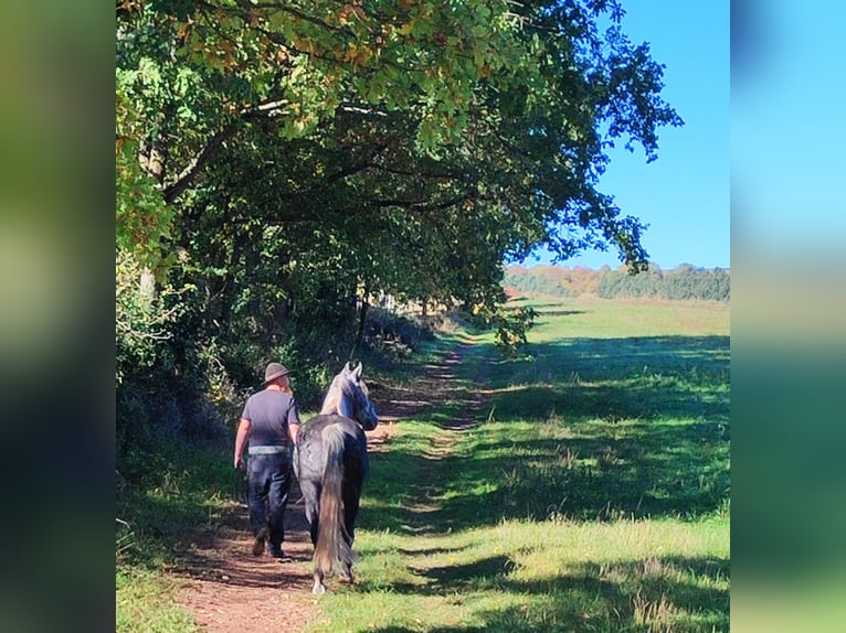 Criollo Mestizo Caballo castrado 5 años 155 cm Tordillo negro in Hundsbach