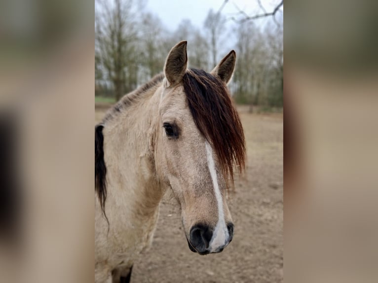 Criollo Caballo castrado 6 años 144 cm Bayo in Hanstedt