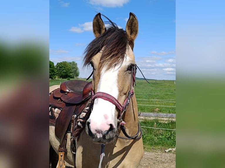 Criollo Caballo castrado 6 años 152 cm in Freystadt