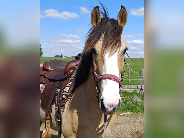 Criollo Caballo castrado 6 años 152 cm in Freystadt