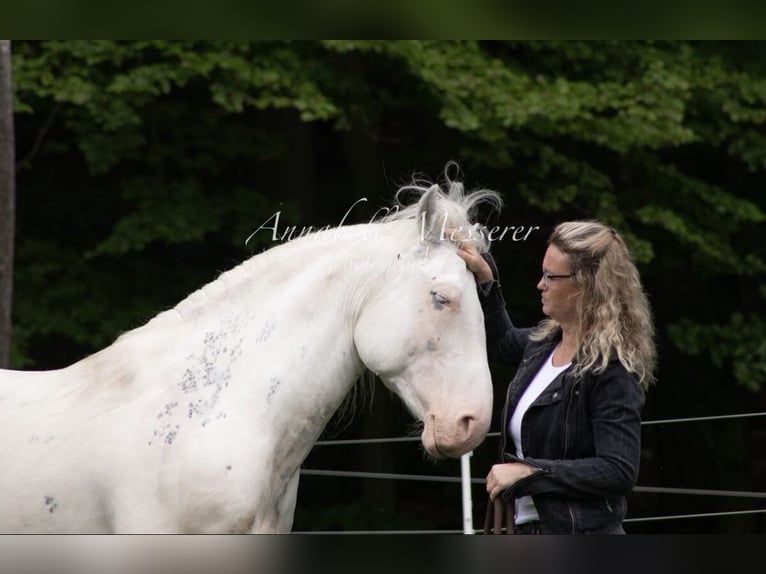 Criollo Caballo castrado 9 años 147 cm Overo-todas las-capas in Klingenberg am Main