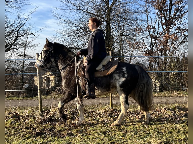 Criollo Caballo castrado 9 años 148 cm Overo-todas las-capas in Koblenz