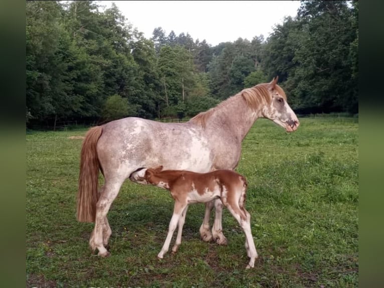 Criollo Caballo castrado 9 años 148 cm Overo-todas las-capas in Koblenz