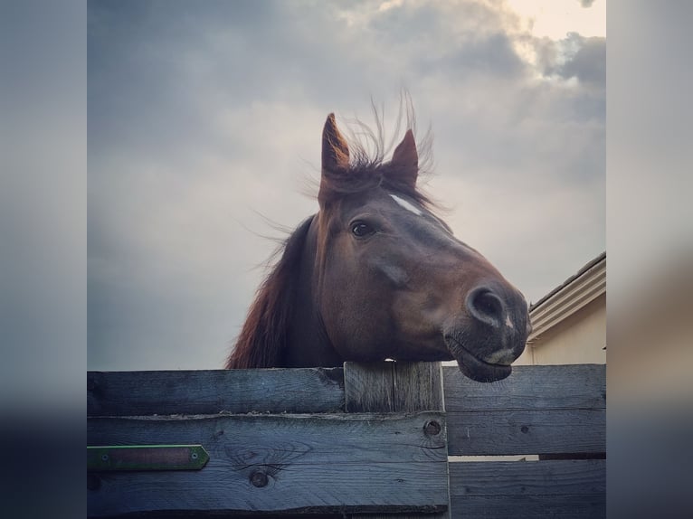 Criollo Mestizo Caballo castrado 9 años 159 cm Castaño oscuro in Windischleuba