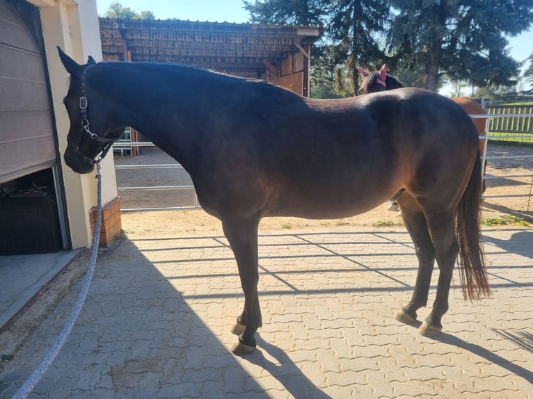 Criollo Mestizo Caballo castrado 9 años 159 cm Castaño oscuro in Windischleuba