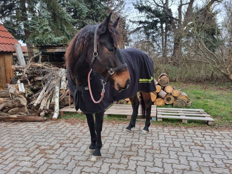 Criollo Mestizo Caballo castrado 9 años 159 cm Castaño oscuro in Windischleuba