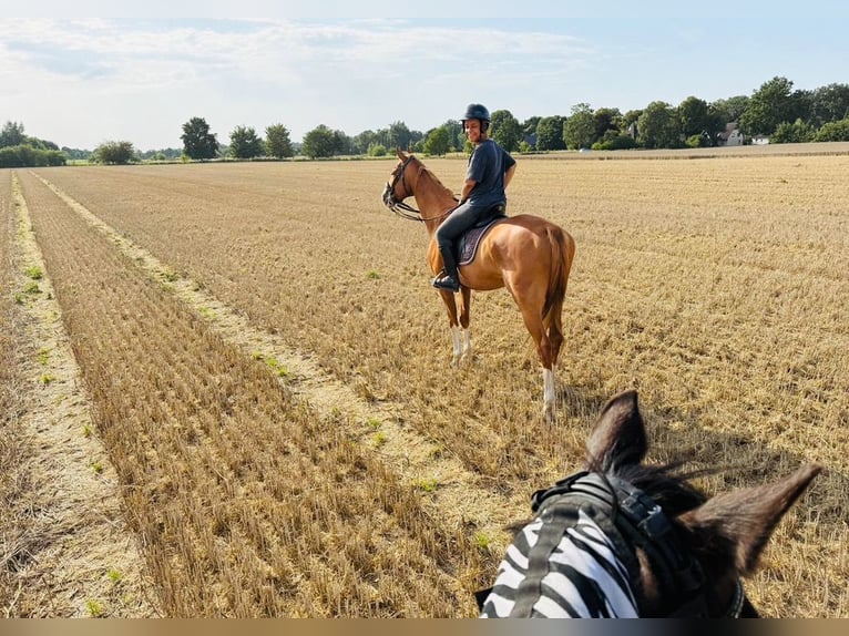 Criollo Mestizo Caballo castrado 9 años 164 cm Alazán in Hamburg