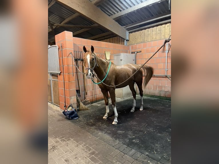 Criollo Mestizo Caballo castrado 9 años 164 cm Alazán in Hamburg