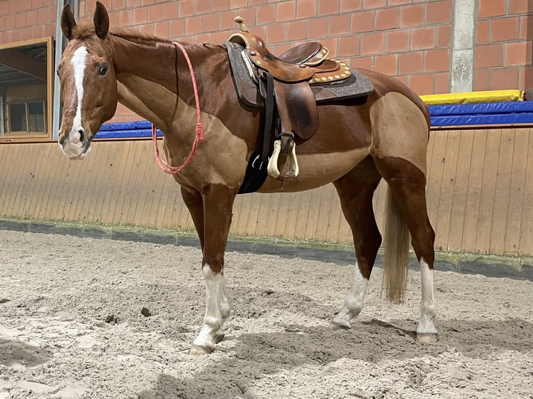 Criollo Mestizo Caballo castrado 9 años 164 cm Alazán in Hamburg