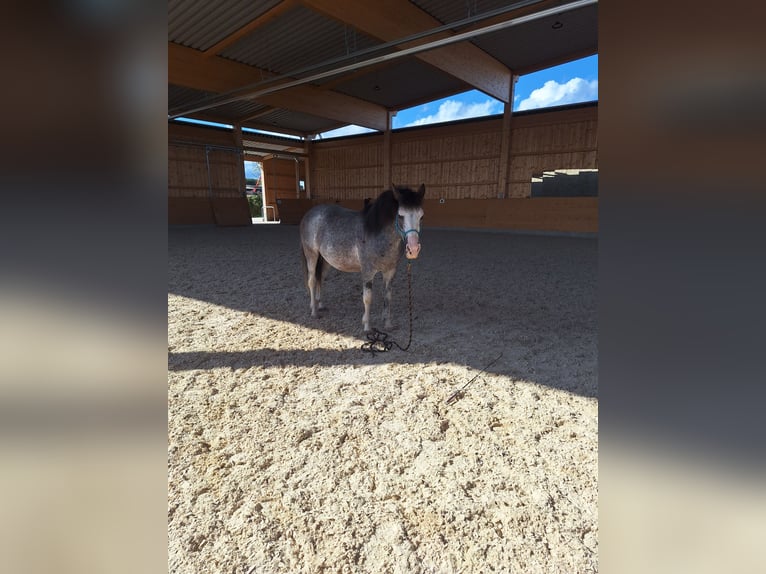 Criollo Mix Castrone 10 Anni 142 cm Può diventare grigio in Schwaigern
