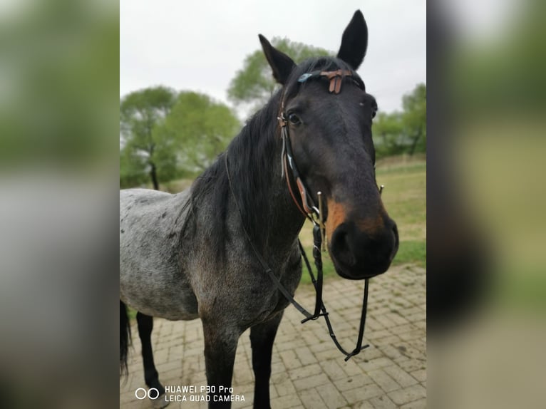 Criollo Castrone 10 Anni 145 cm Roano blu in Schönwalde