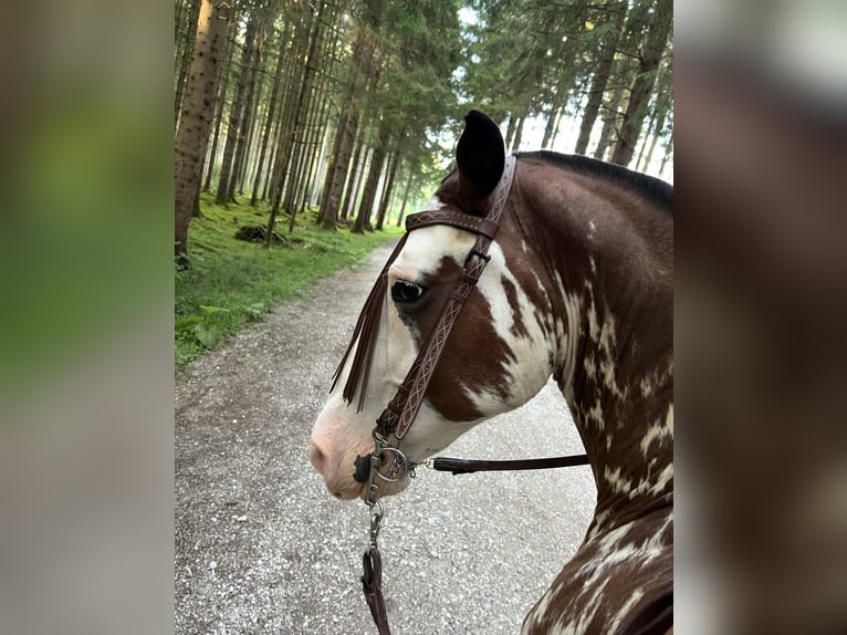 Criollo Castrone 10 Anni 148 cm Overo-tutti i colori in Gräfelfing