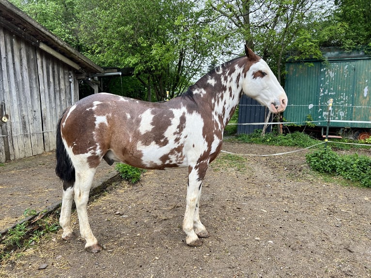 Criollo Castrone 10 Anni 148 cm Overo-tutti i colori in Gräfelfing