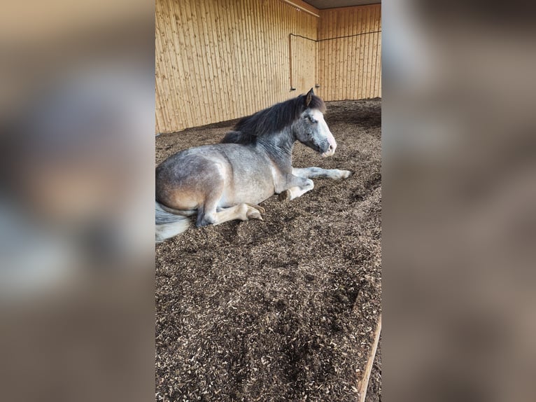 Criollo Mix Castrone 11 Anni 142 cm Grigio in Schwaigern
