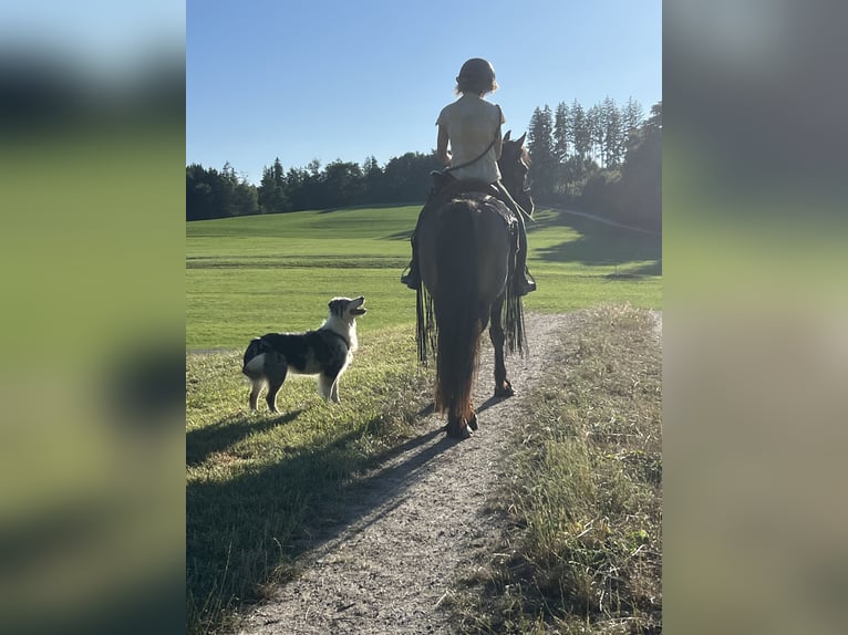 Criollo Mix Castrone 11 Anni 143 cm Falbo in Weilheim in Oberbayern
