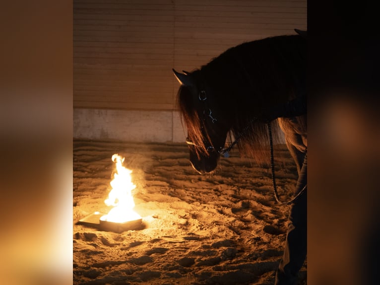Criollo Mix Castrone 11 Anni 143 cm Falbo in Weilheim in Oberbayern