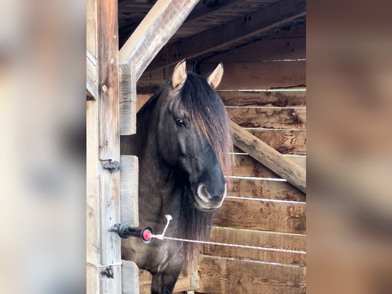 Criollo Mix Castrone 11 Anni 143 cm Falbo in Weilheim in Oberbayern