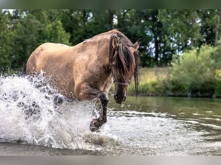Criollo Mix Castrone 11 Anni 143 cm Falbo in Weilheim in Oberbayern