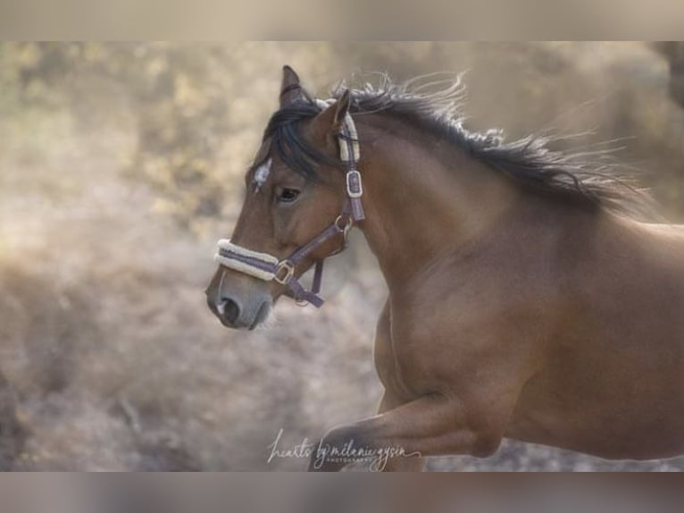 Criollo Mix Castrone 11 Anni 145 cm Baio in Castel Focognano