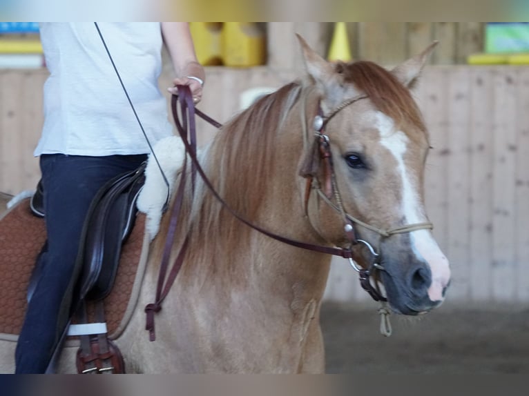 Criollo Castrone 12 Anni 157 cm Falbo in Unteralpflen