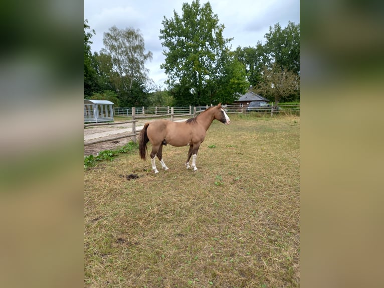 Criollo Castrone 14 Anni 146 cm in Bad Bevensen