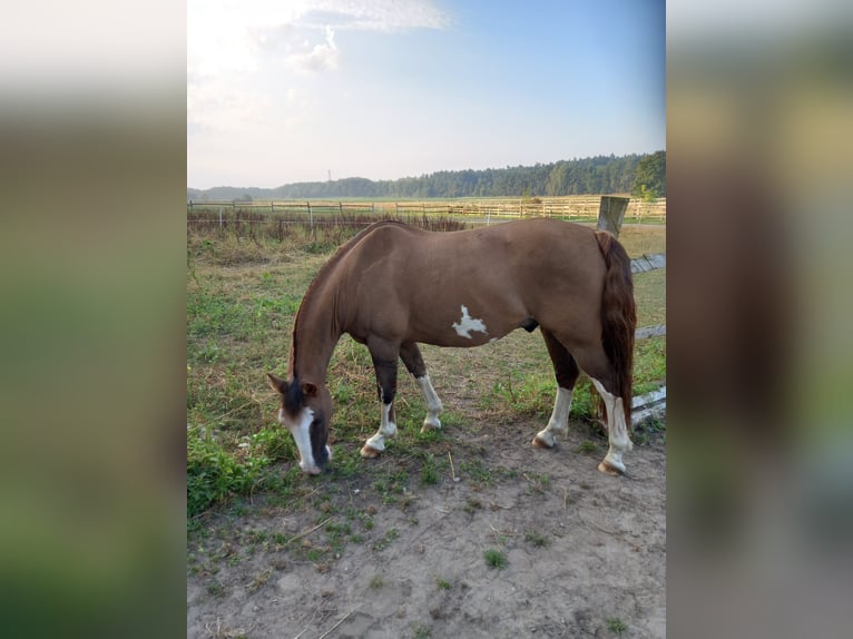 Criollo Castrone 14 Anni 146 cm in Bad Bevensen