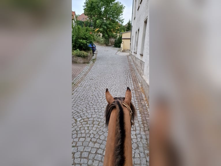 Criollo Castrone 14 Anni 146 cm in Naumburg