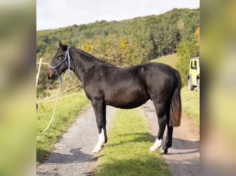 Criollo Castrone 1 Anno 142 cm Baio nero in Heimbuchenthal Criollo Castrone 1 Anno 142 cm Baio nero in Heimbuchenthal