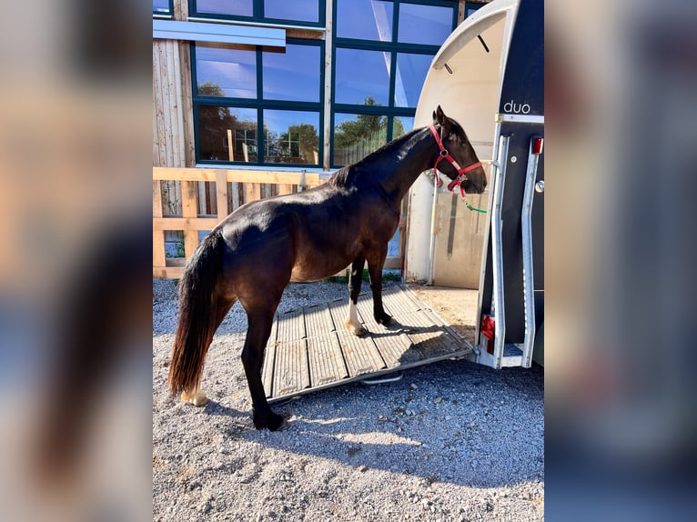 Criollo Castrone 2 Anni 142 cm Baio nero in Heimbuchenthal